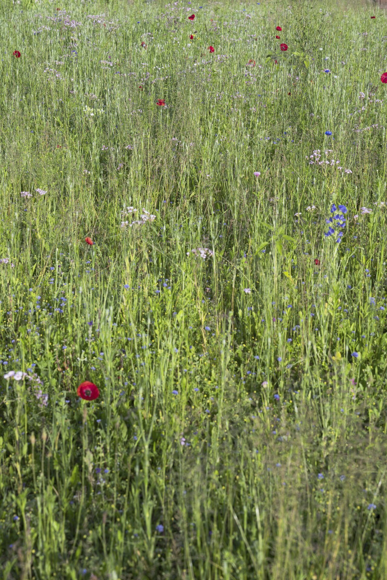 Gastel_paysages_Parc_maisons_eclusieres_AGEN_©ArnaudBrossard_05_2024-48